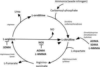 Effects of tofacitinib therapy on arginine and methionine metabolites in association with vascular pathophysiology in rheumatoid arthritis: A metabolomic approach